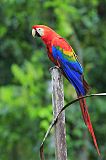 Scarlet Macaw